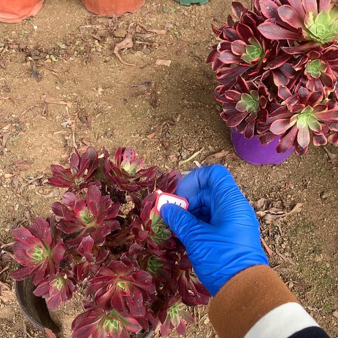 【闪购商品】364安娜