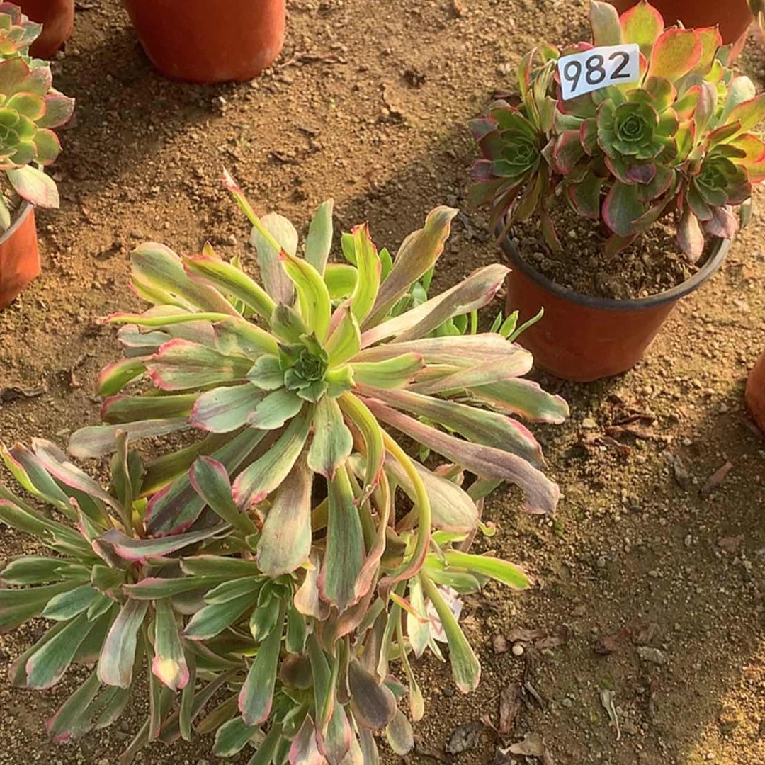 【闪购商品】983萤火粉黛