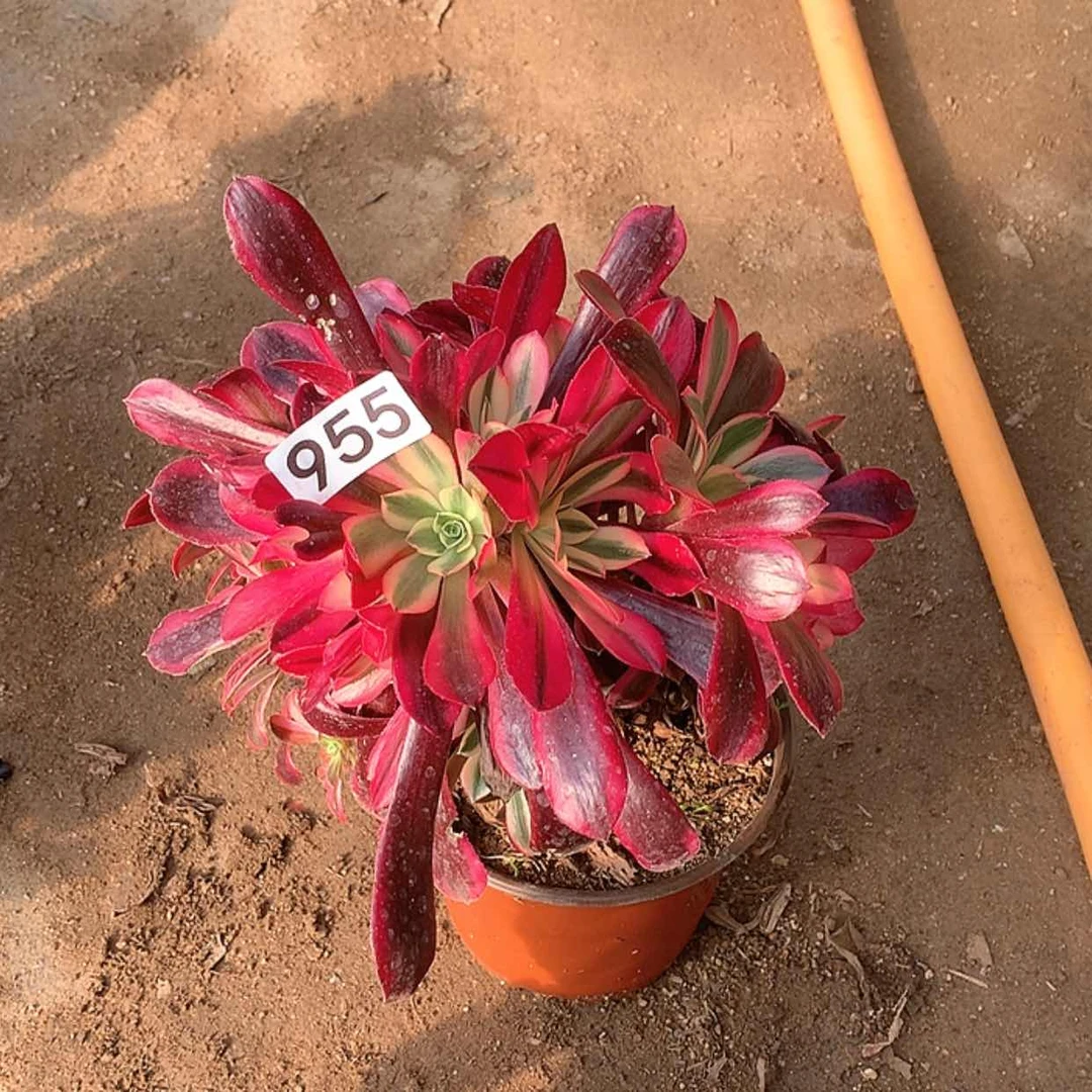 【闪购商品】?****。955美杜莎砍过