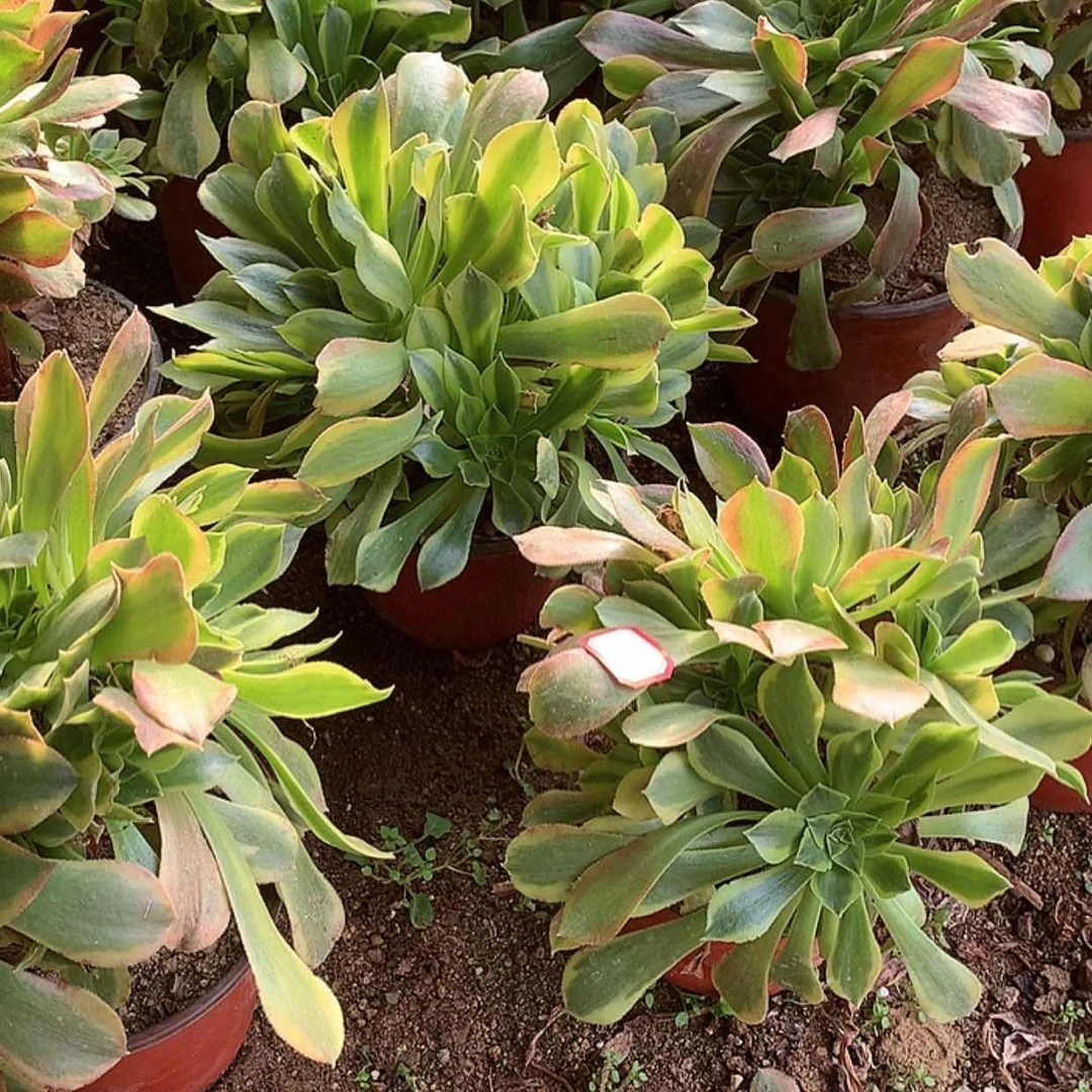 【闪购商品】青檬量