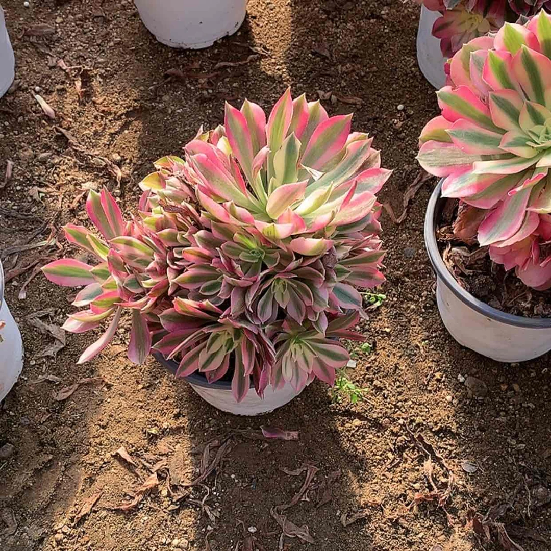 【闪购商品】543粉女巫
