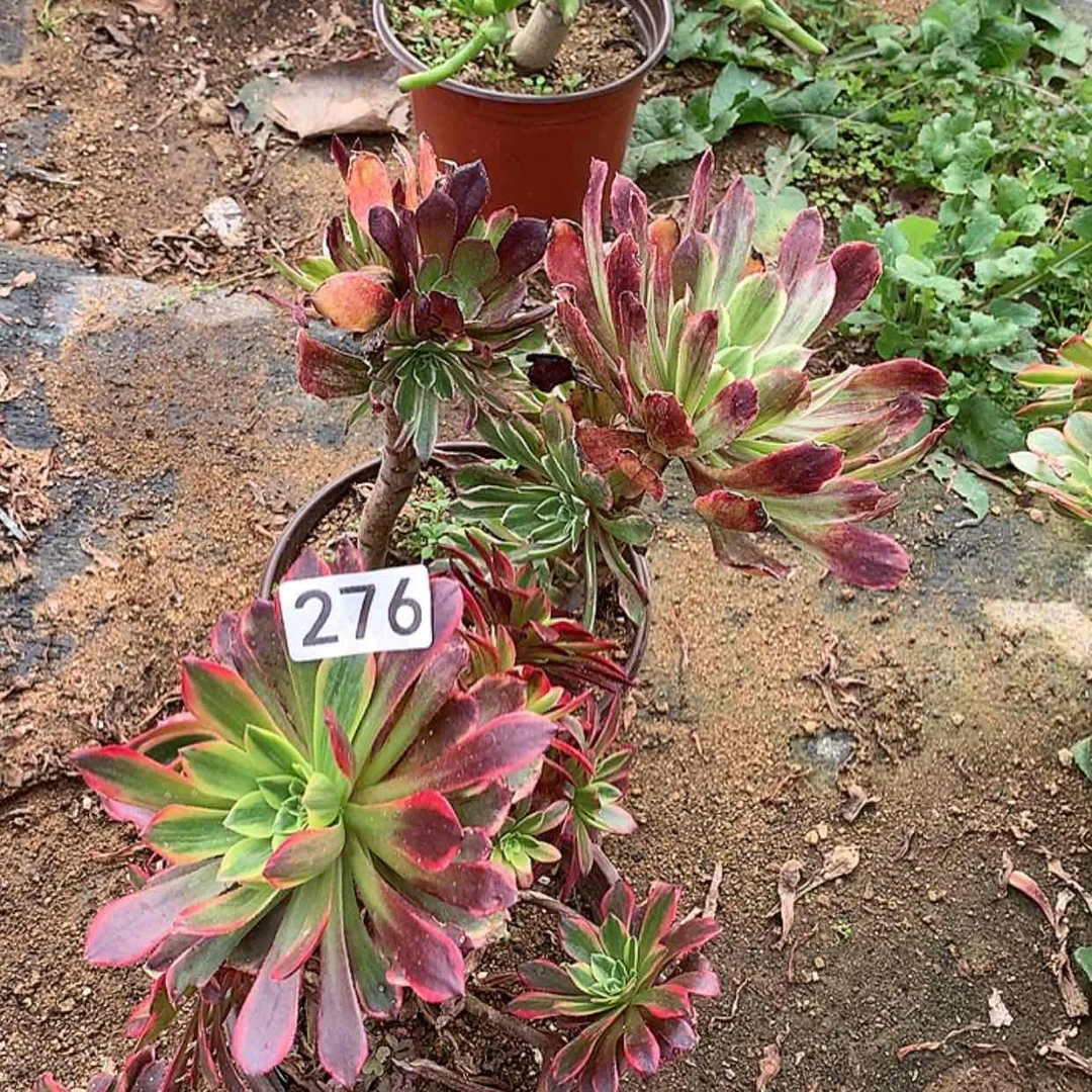 【闪购商品】心****@276两棵