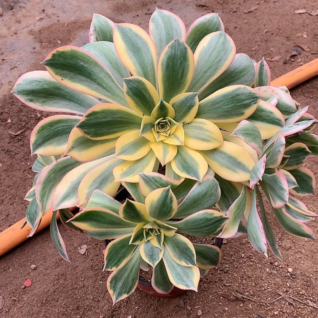 【闪购商品】880灿烂发货叶子黑