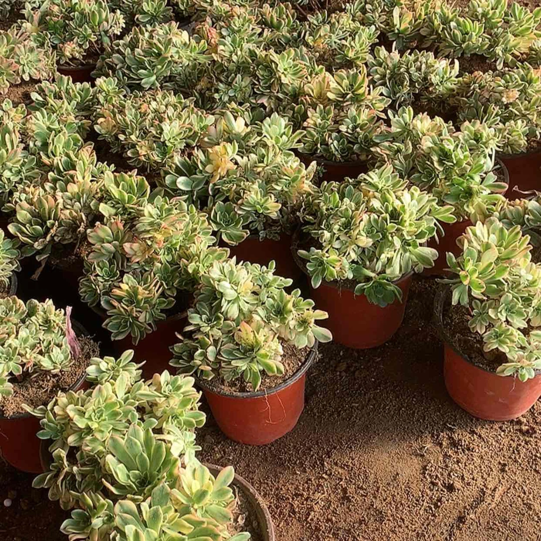 【闪购商品】甜茶两棵量