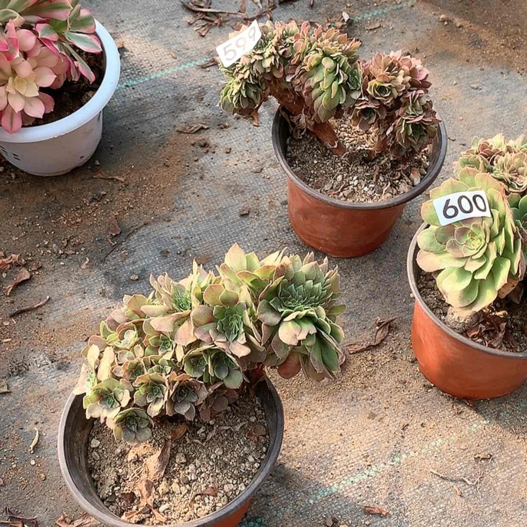 【闪购商品】601万缀