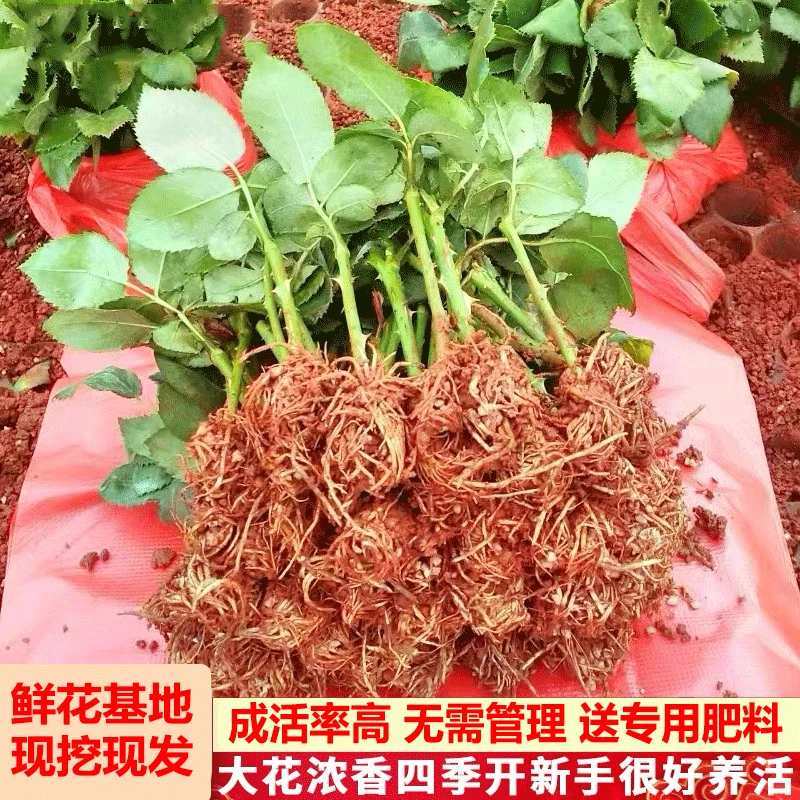 【基地直发】月季花苗蔷薇爬藤四季浓香扦插小苗多品种送专用肥料