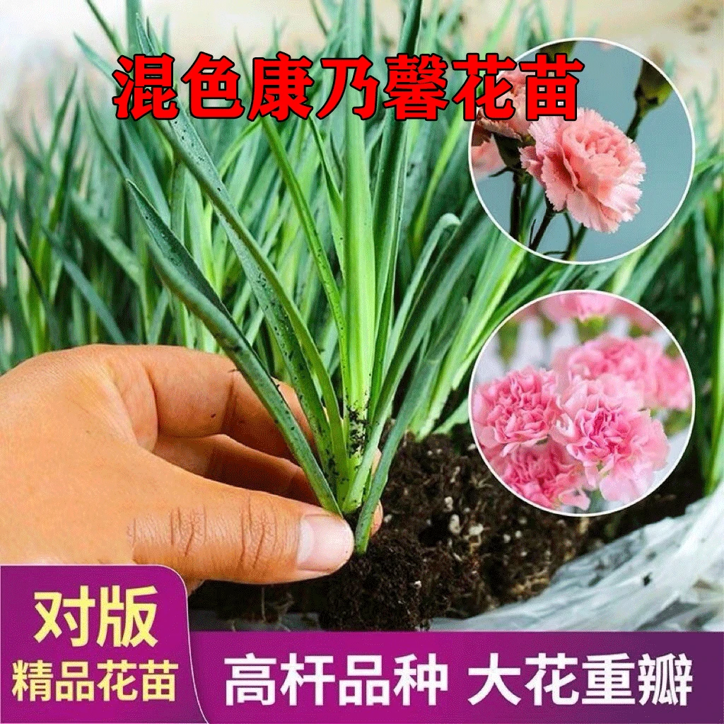 【当季精选壮苗】重瓣康乃馨花苗四季开花高杆重瓣大花小苗母亲节