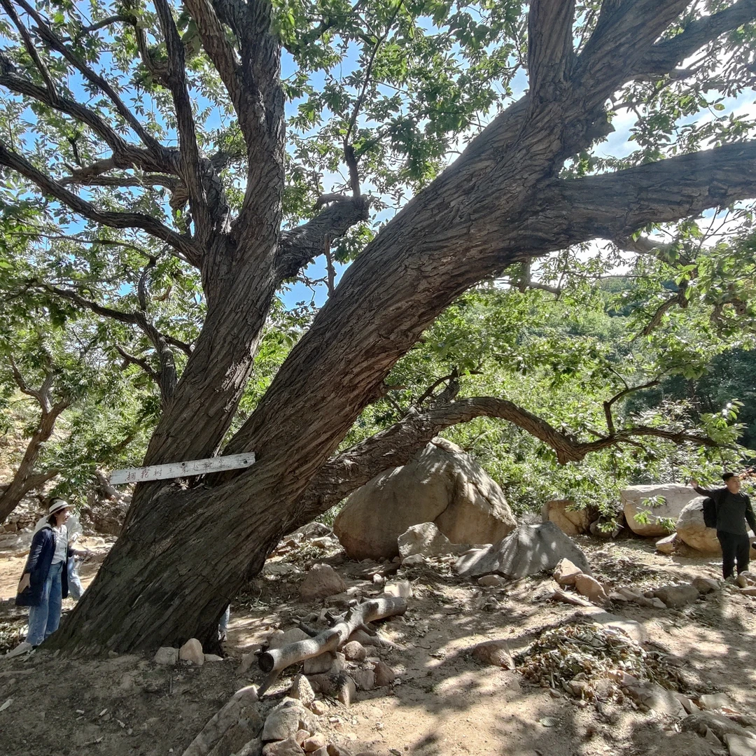 （生鲜二斤装）秦皇岛燕山山脉野生古树油栗 软糯香甜 好剥皮