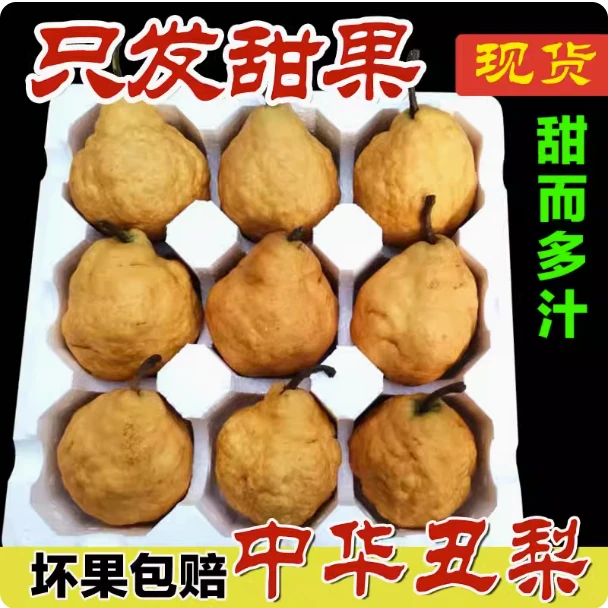 果们多山东正宗烟台中华丑梨新鲜水果5斤非比利时啤梨产地直发
