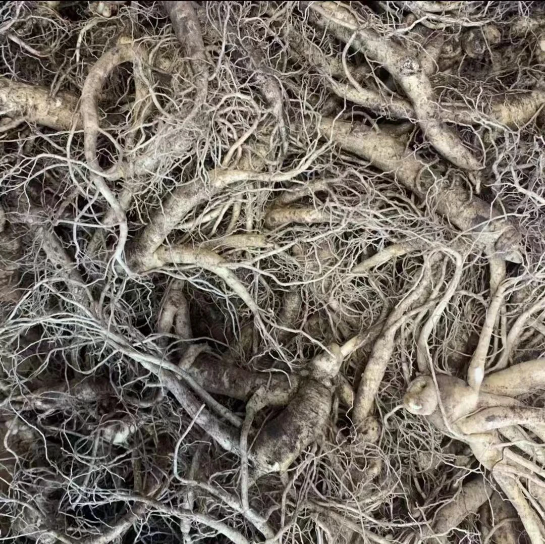 东北吉林长白山新鲜人参残参非完整（疤绣残参）500克改价链接