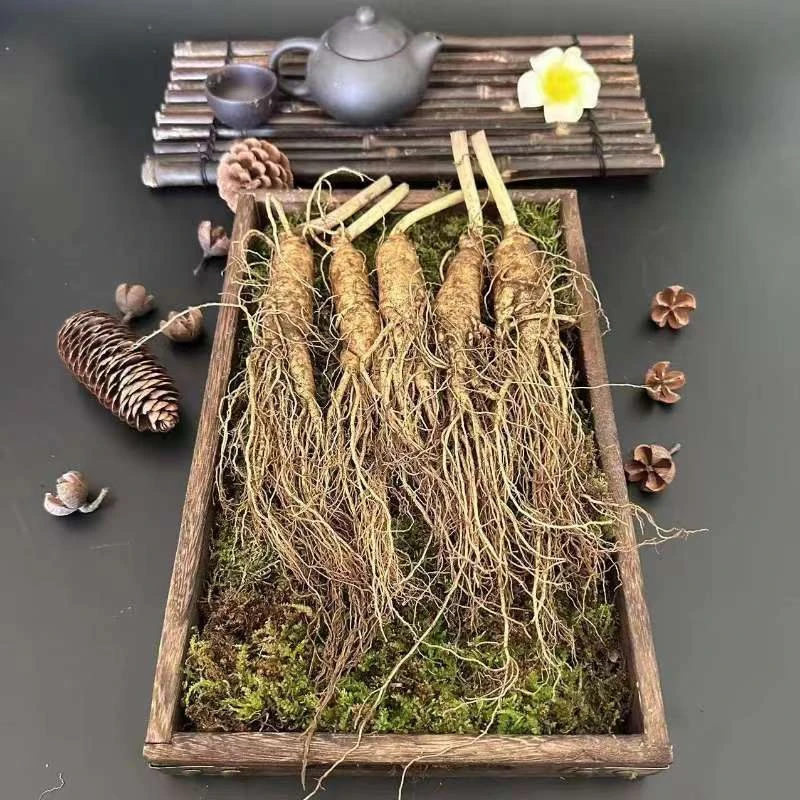 东北吉林长白山现挖带土营养新鲜人参滋补健康