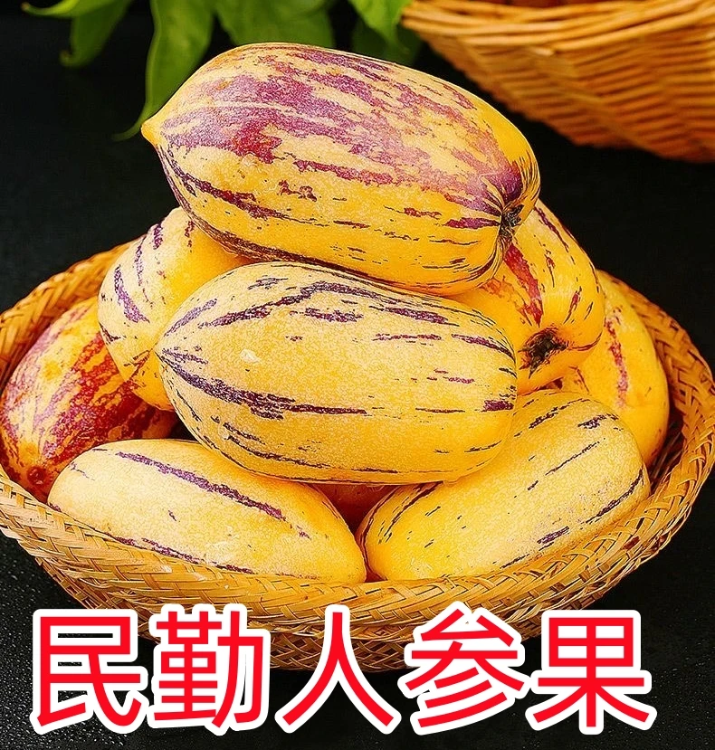 甘肃民勤人参果5斤包邮6-15枚现摘 现发 新鲜 采摘 甘肃