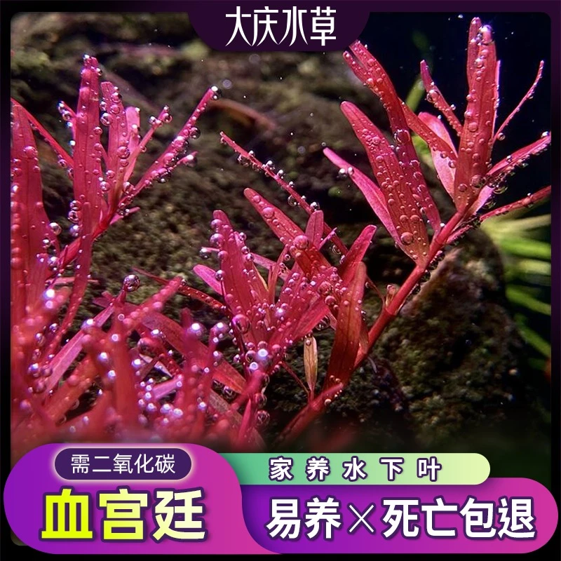 丹麦血红宫廷血绿宫廷后景鱼缸造景冒泡红色水下叶真水草植物套餐