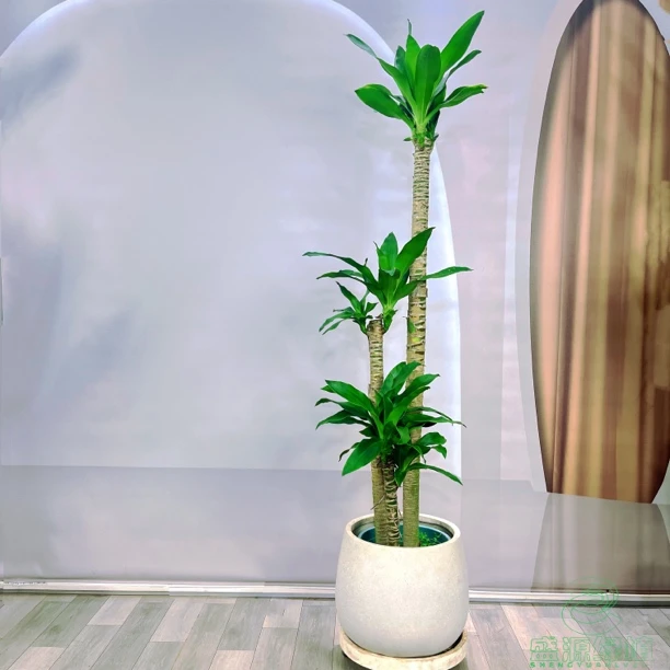 荷花铁三杆步步高  室内室外 造型美人铁室内绿植长青长绿 大绿植