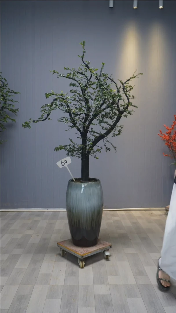 【闪购商品】黑骨茶