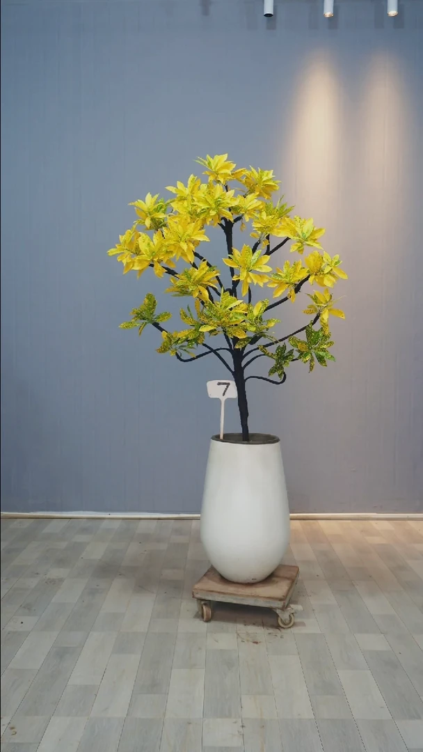 【闪购商品】洒金珊瑚