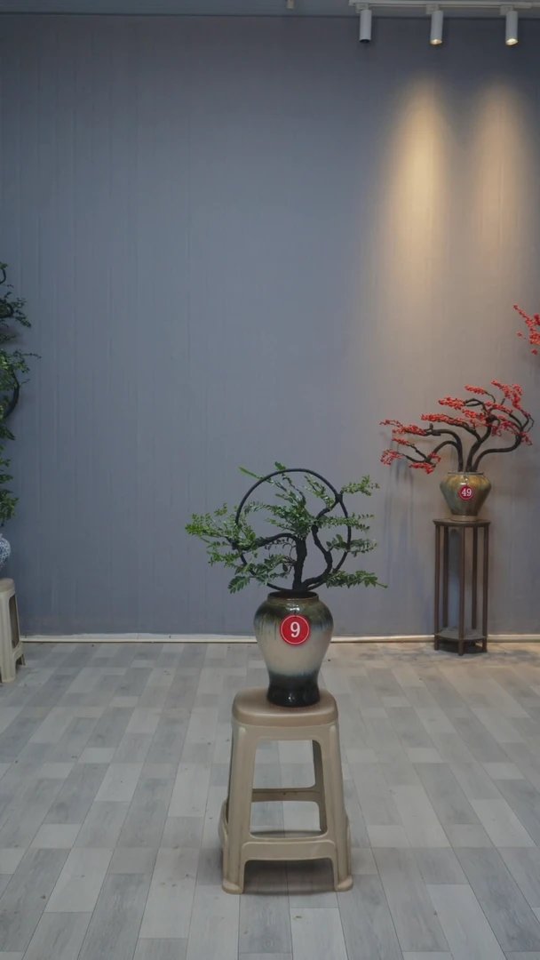 【闪购商品】黑骨茶