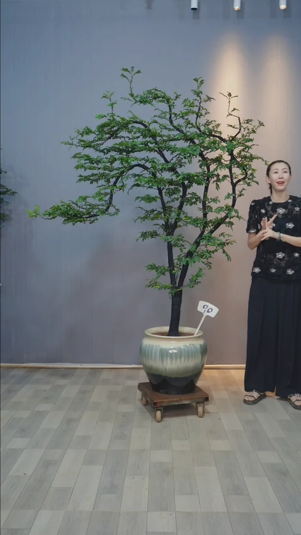 【闪购商品】黑骨茶90号