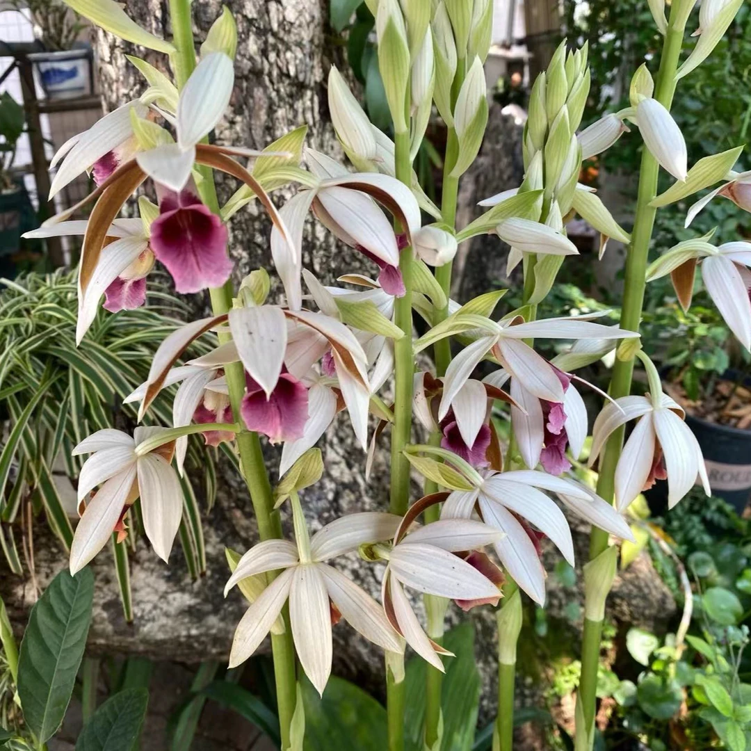云南兰花(自选链接)花香多花好养活奇花艺草发苗快
