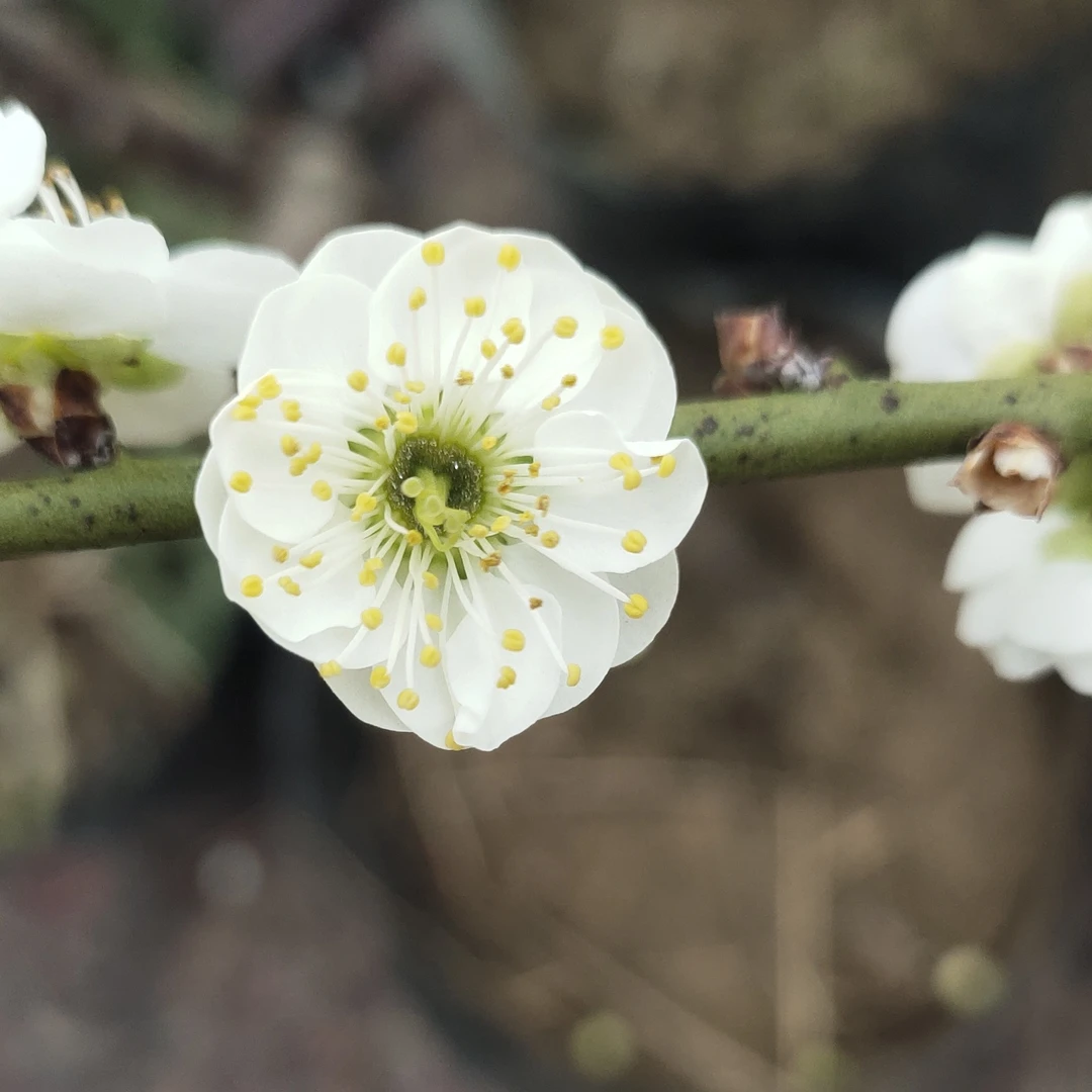 绿萼梅盆栽树苗庭院花卉红梅四季梅花绿梅耐寒绿植老桩盆景办公室