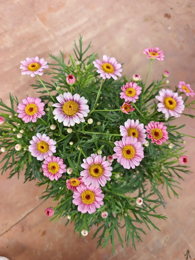 玛格丽特    爆花机器