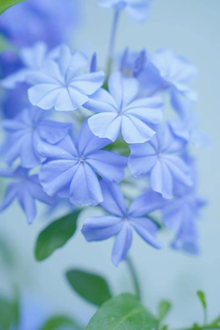 【蓝雪花】阳台庭院室内室外盆栽绿植蓝雪花盆栽基地