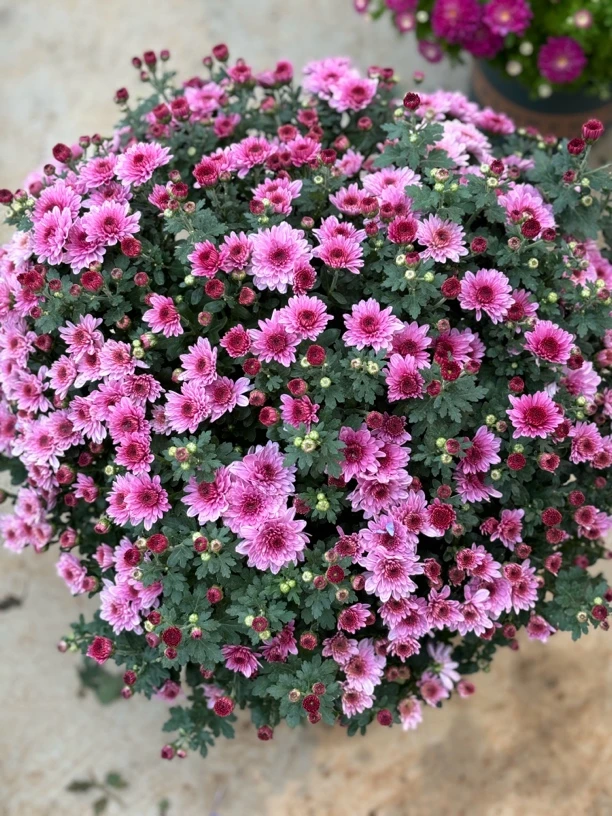 千头菊（草莓甜心）