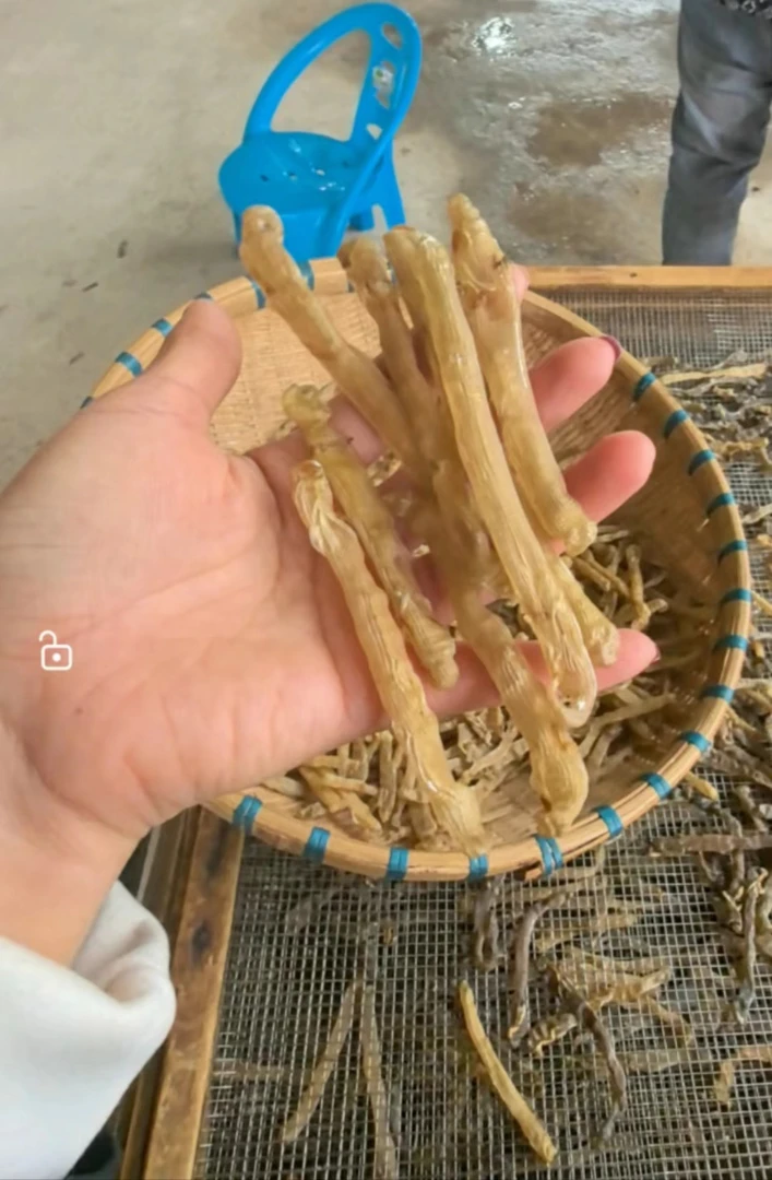 自家柴火烤干深色沙虫干新鲜纯野生海味干货大号沙虫干干净足干