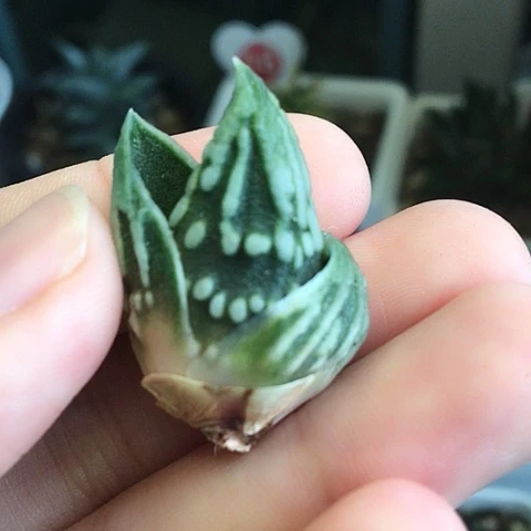 达摩泪珠包邮送到家678