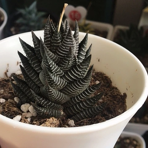 白马城带盆包邮送到家159