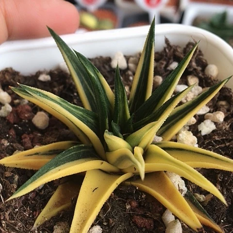 象牙塔锦带盆发货019