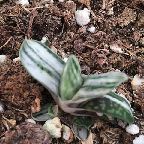 满9.9包邮蜗牛白锦055