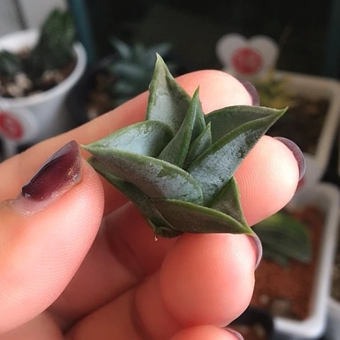 青瓷塔侧牙032硬叶