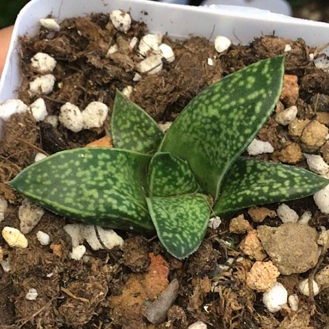 龙虎霸带盆发货008