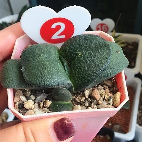 蜗牛母本带侧牙一起