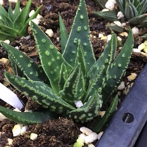 薰****空松塔掌硬叶多肉多多