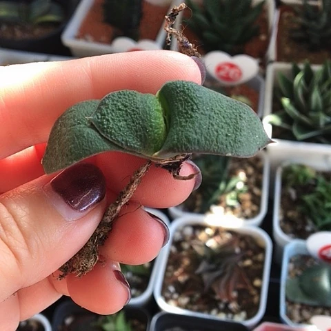 蜗牛蜗牛蜗牛蜗牛