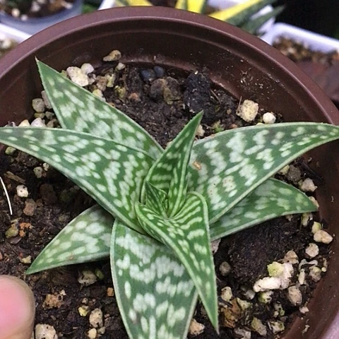 满9.9包邮芦荟多肉