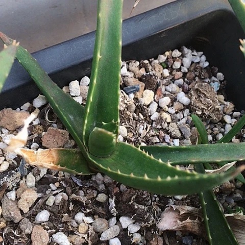 满9.9包邮芦荟多肉024