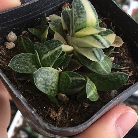 蜗牛锦群生带盆包邮999