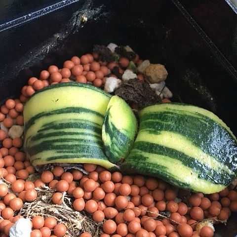 蜗牛锦拉丝锦带盆十二卷