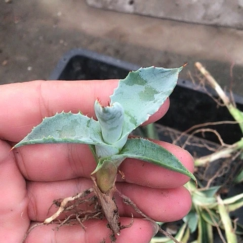 满9.9包邮龙蛇兰