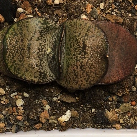 蜗牛带盆包邮送到家746