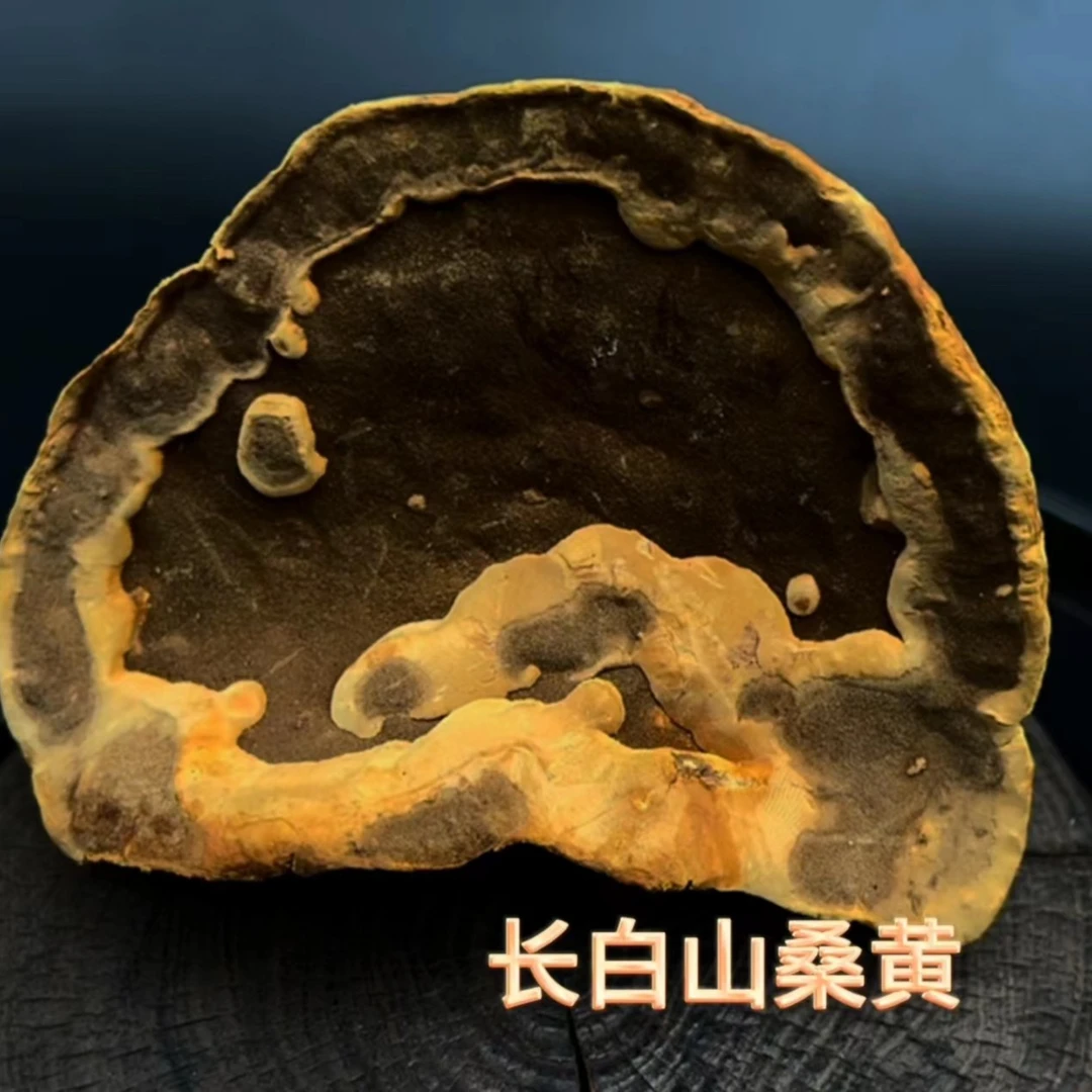 桑黄 长白山桑黄  吉林桑黄