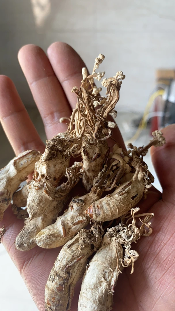 2025新货山货知了蝉花，干品，只只饱满带花,顺丰包邮到家