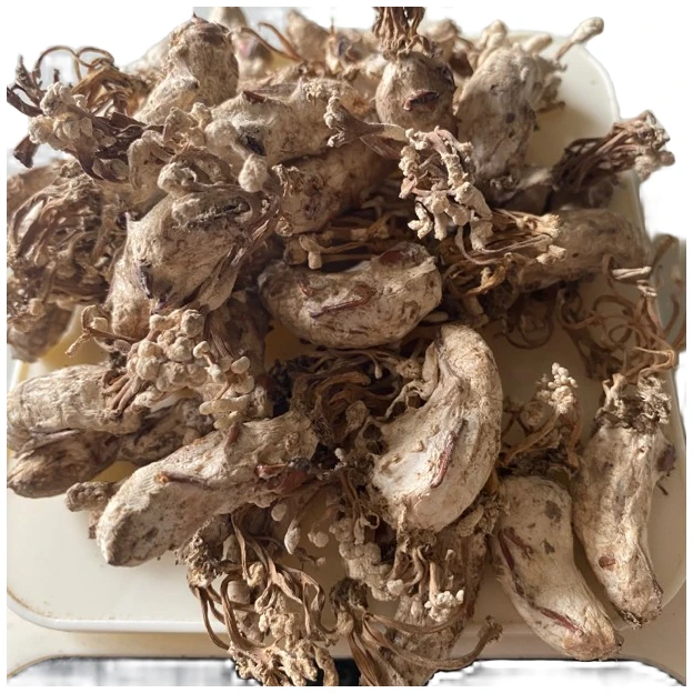 2025新货蝉花，知了花，只只饱满，个个带花