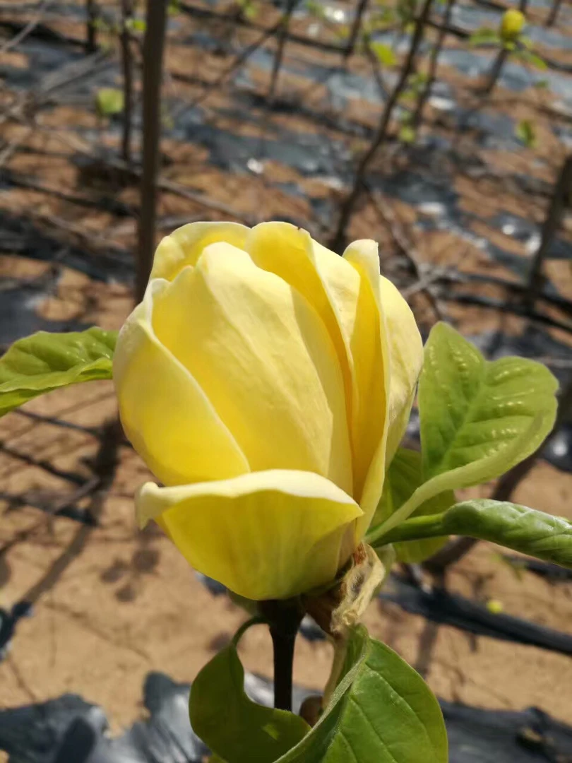黄玉兰玉兰花黄.鸟玉兰观花植物带花苞发货