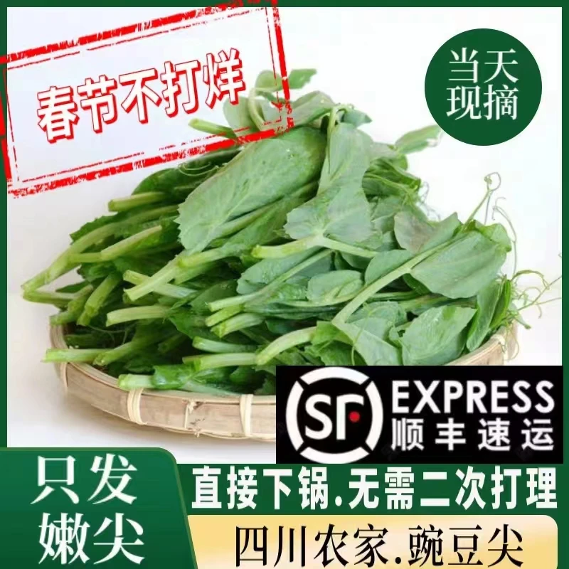 【顺丰】四川新鲜豌豆尖鲜嫩嫩尖当季蔬菜现摘龙须菜种植美味清炒