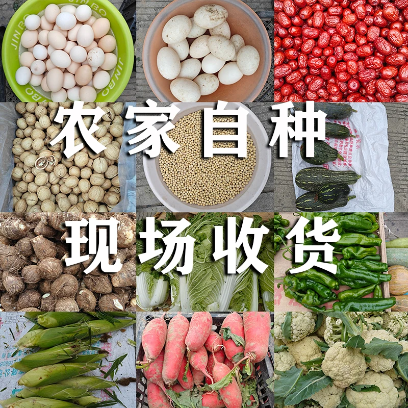 【助农现场称重】村民自产自愿购买 河南农村土特产