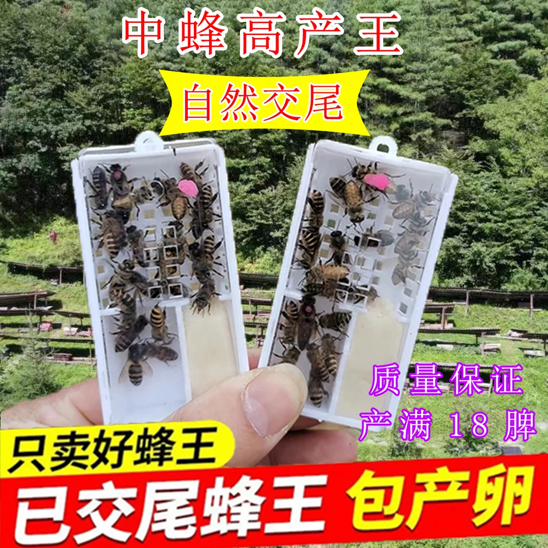 【直播专属】中蜂蜂王强群仓王广东广西产卵王交尾开产王